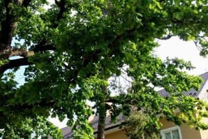 Guest house Kiev forest 16